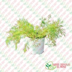 Eneldo (Anethum graveolens)