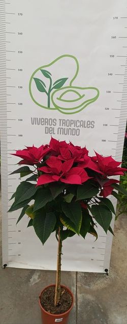 Flor de Pascua Copa(Pascuero, Poinsetia, Euphorbia Pulcherrima) M-17