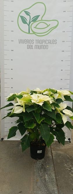 Flor de Pascua (Pascuero, Poinsetia, Euphorbia Pulcherrima) Amarilla M-17