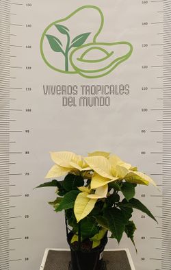Flor de Pascua (Pascuero, Poinsetia, Euphorbia Pulcherrima) Amarillo M-14