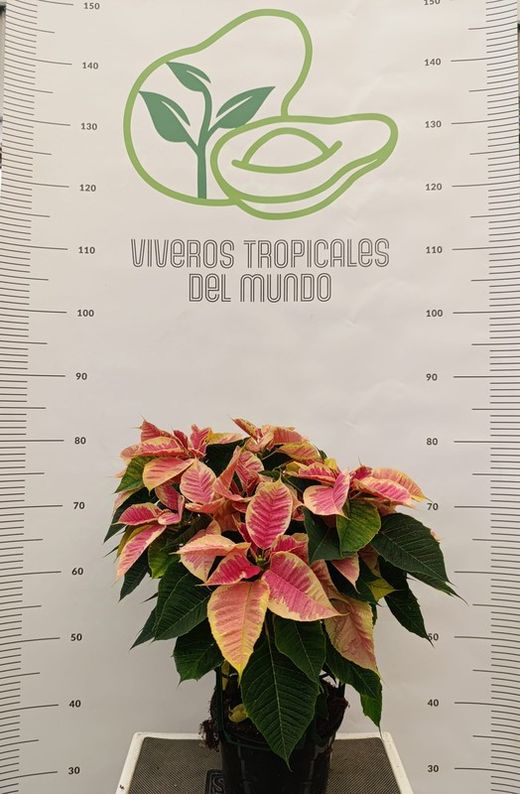 Flor de Pascua (Pascuero, Poinsetia, Euphorbia Pulcherrima) M-14
