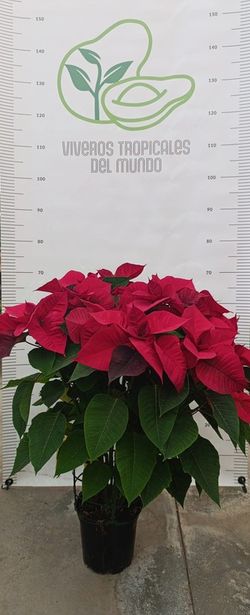 Flor de Pascua (Pascuero, Poinsetia, Euphorbia Pulcherrima) Rojo M-17
