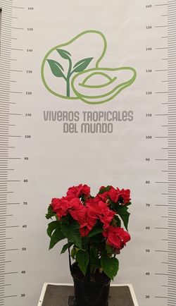 Flor de Pascua (Pascuero, Poinsetia, Euphorbia Pulcherrima) RojoM-14