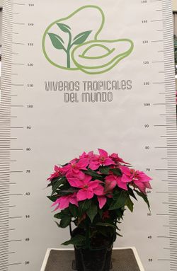 Flor de Pascua (Pascuero, Poinsetia, Euphorbia Pulcherrima) Rosa M-14