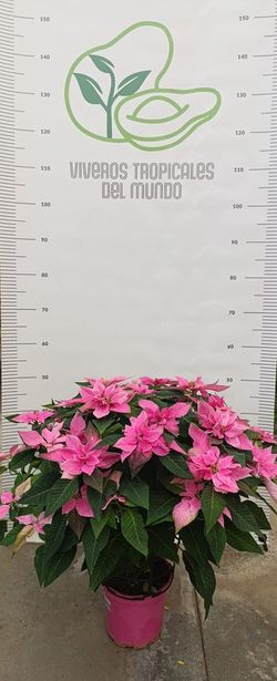 Flor de Pascua (Pascuero, Poinsetia, Euphorbia Pulcherrima) Rosa M-17