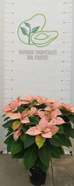 Flor de Pascua (Pascuero, Poinsetia, Euphorbia Pulcherrima)Color Salmon M-17