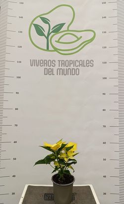 Flor de Pascua(Pascuero, Poinsetia, Euphorbia Pulcherrima) Amarilla M-11