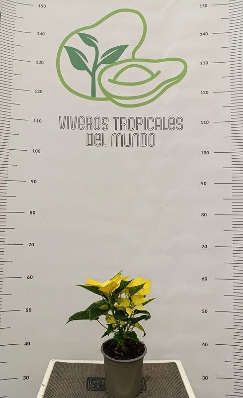 Flor de Pascua(Pascuero, Poinsetia, Euphorbia Pulcherrima) Amarilla M-11