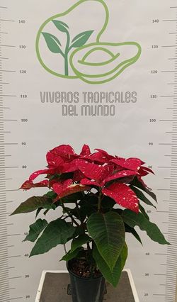 Flor de Pascua(Pascuero, Poinsetia, Euphorbia Pulcherrima) Matizado M-14