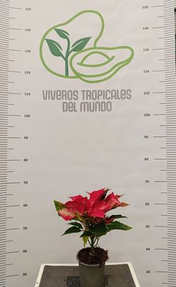 Flor de Pascua(Pascuero, Poinsetia, Euphorbia Pulcherrima) Rosa M-11