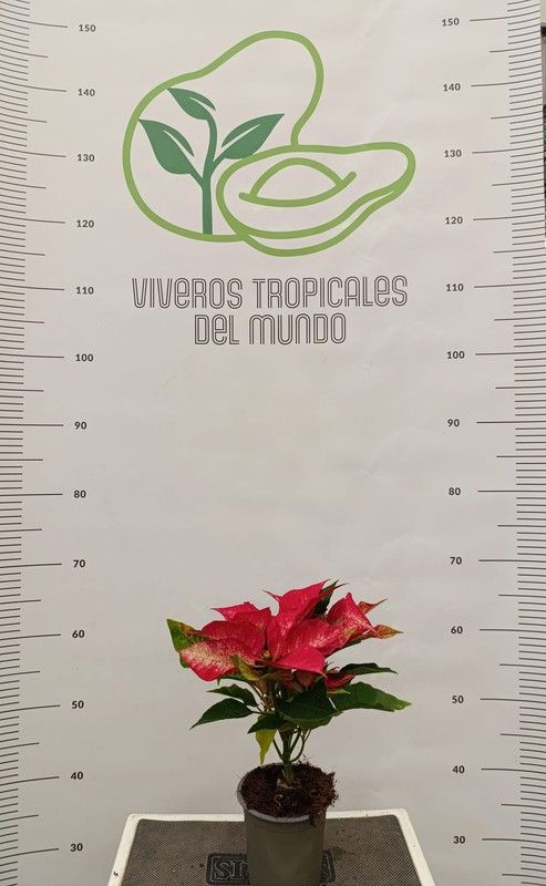 Flor de Pascua(Pascuero, Poinsetia, Euphorbia Pulcherrima) Rosa M-11