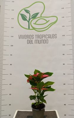 Flor de Pascua(Pascuero, Poinsetia, Euphorbia Pulcherrima) Salmon M-11