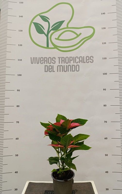Flor de Pascua(Pascuero, Poinsetia, Euphorbia Pulcherrima) Salmon M-11