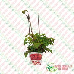 Frambuesa (Rubus idaeus) / Planta de 1 año