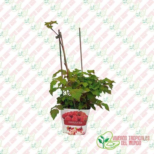 Frambuesa (Rubus idaeus) / Planta de 1 año