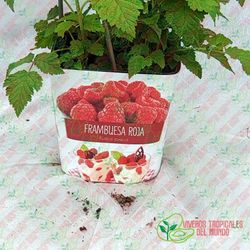 Frambuesa (Rubus idaeus) / Planta de 1 año