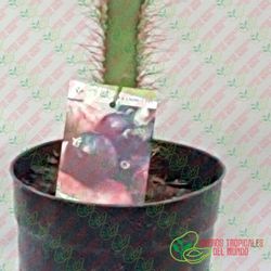 Garambullo (Myrtillocactus Geometrizans) / Planta de 1 año