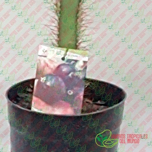 Garambullo (Myrtillocactus Geometrizans) / Planta de 1 año