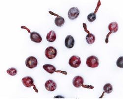 Garambullo (Myrtillocactus Geometrizans) / Planta de 1 año