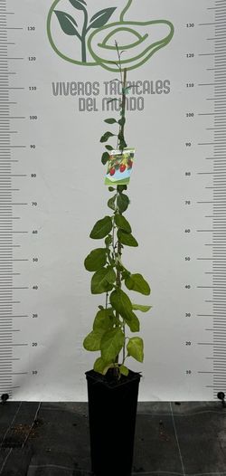 Goji ( Lycium Barbarum ) Planta de 1 año