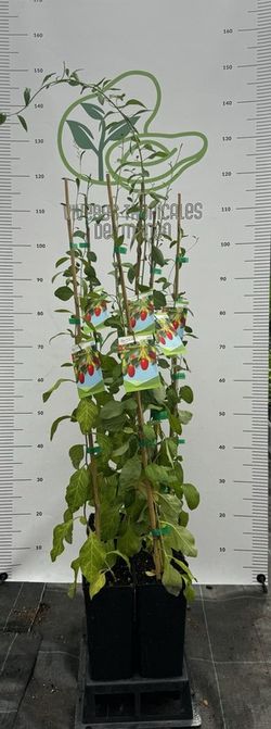 Goji ( Lycium Barbarum ) Planta de 1 año