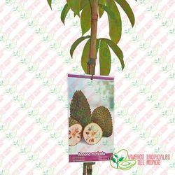 Guanábana (Anonna Muricata) / Planta de 2 años