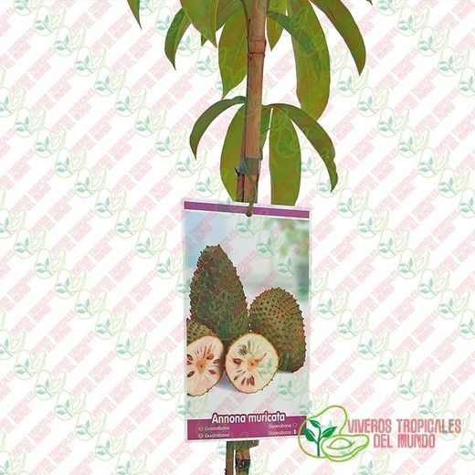 Guanábana (Anonna Muricata) / Planta de 2 años