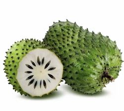 Guanábana (Anonna Muricata) / Planta de 2 años