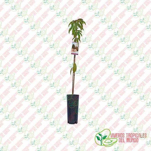 Guanábana (Anonna Muricata) / Planta de 2 años