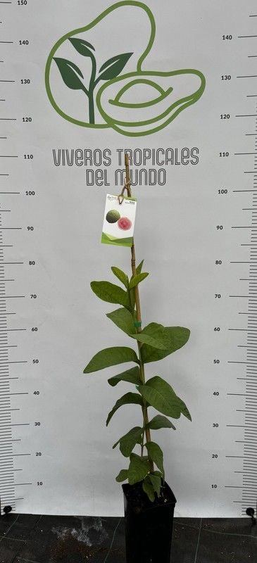 Guayabas (psidium guajava) Variedad Cubana / Planta de 1 año