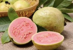 Guayabas (psidium guajava) Variedad Cubana / Planta de 1 año