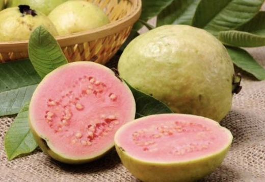 Guayabas (psidium guajava) Variedad Cubana / Planta de 1 año