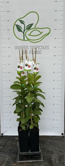 Guayabas (psidium guajava) Variedad Cubana / Planta de 1 año