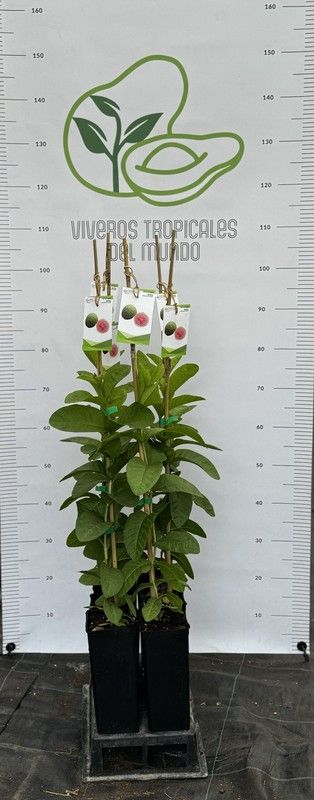 Guayabas (psidium guajava) Variedad Cubana / Planta de 1 año