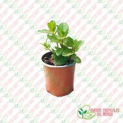 Hierba Buena (Mentha Spicata)