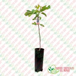 Higuera (ficus carica) Variedad Breva Negra / Planta de 1 año