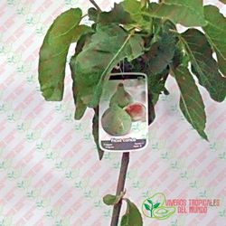 Higuera (ficus carica) Variedad Higo de Panete / Planta de 1 año