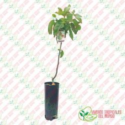 Higuera (ficus carica) Variedad Higo de Panete / Planta de 1 año