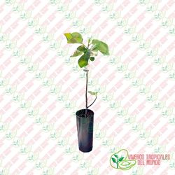 Higuera (ficus carica) Variedad Montecorto / Planta de 1 año