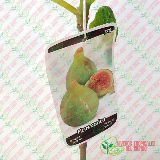 Higuera (ficus carica) Variedad Montecorto / Planta de 1 año