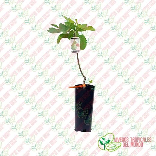 Higuera (Ficus Carica) Variedad Reina / Planta de 1 año