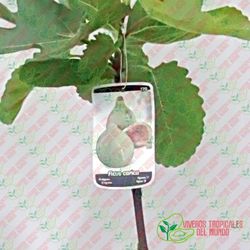 Higuera (Ficus Carica) Variedad Reina / Planta de 1 año