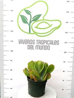 Kalanchoe Oricula M-17