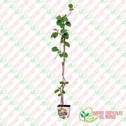 Kiwi Autofertil (Actinidia deliciosa) / Planta de 1 año