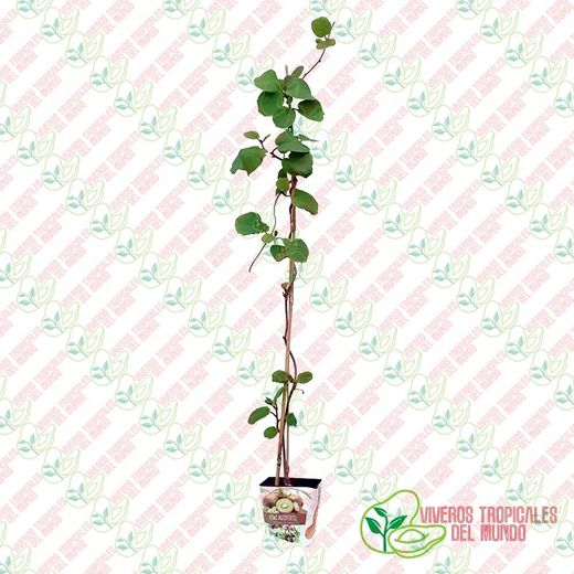 Kiwi Autofertil (Actinidia deliciosa) / Planta de 1 año