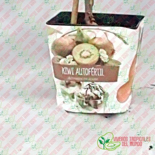 Kiwi Autofertil (Actinidia deliciosa) / Planta de 1 año
