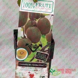 Kiwi Gold Amarillo (Actinidia deliciosa) / Planta de 1 año
