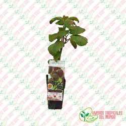 Kiwi Gold Amarillo (Actinidia deliciosa) / Planta de 1 año