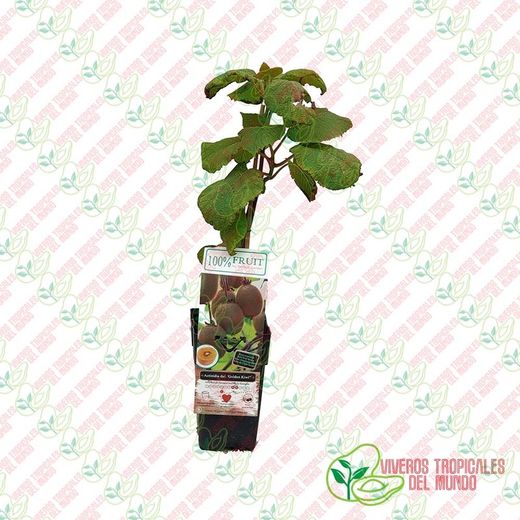 Kiwi Gold Amarillo (Actinidia deliciosa) / Planta de 1 año