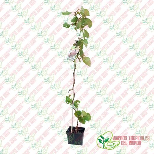 Kiwi Hembra (Actinidia deliciosa) / Planta de 1 año